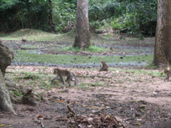 Cambodia