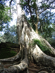 Cambodia